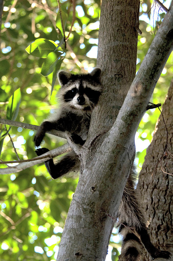 Raccoon Up Tree Photograph by Mark Newman