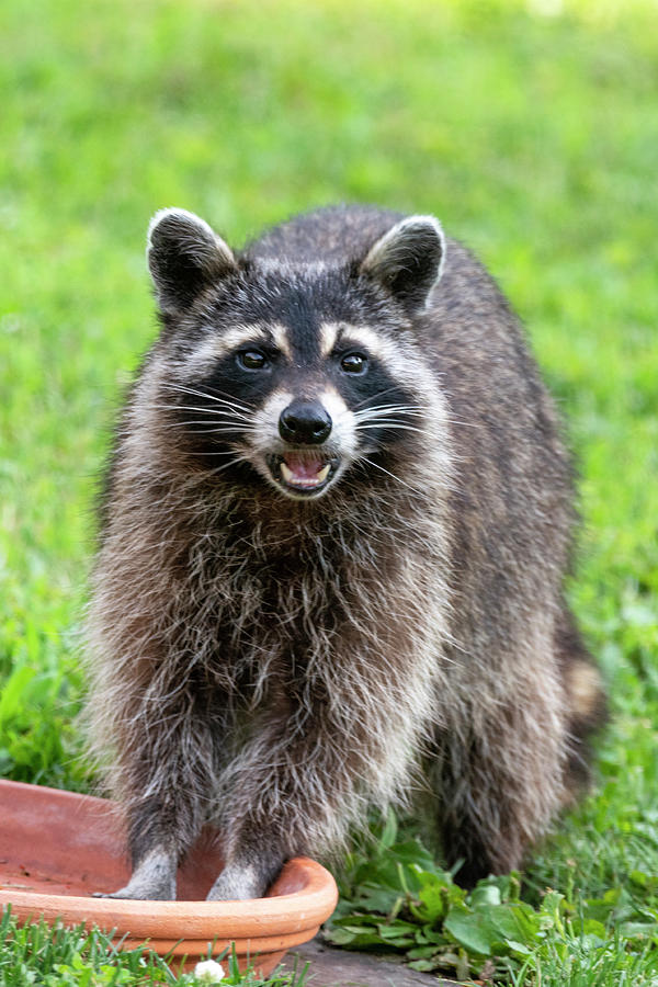 Raccoon washing his hands and laughing  Photograph by Dan Friend