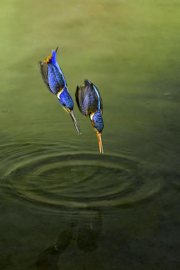 Race For Fish Photograph by Handi Nugraha
