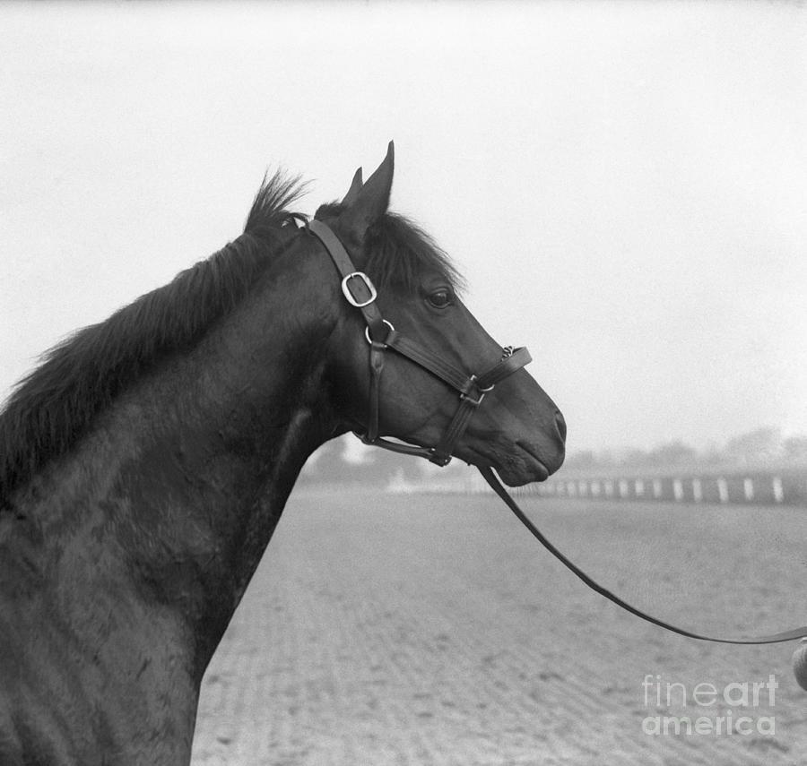 Racehorse Begins Training Photograph by Bettmann