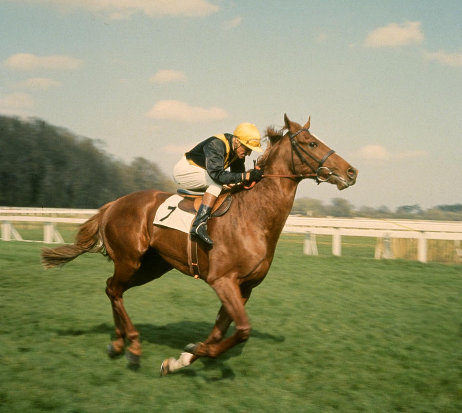 Racehorse Photograph by Hulton Archive