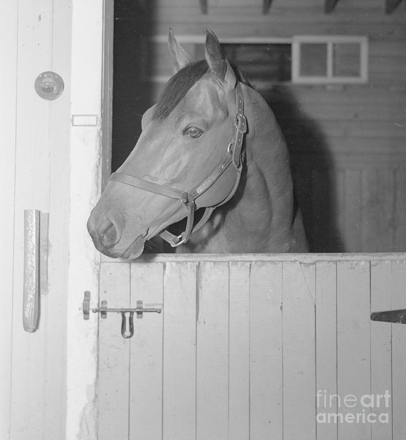 Racehorse Seabiscuit Photograph by Bettmann