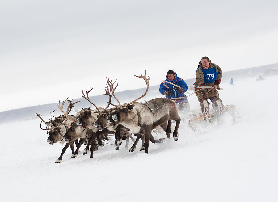 Races On Reindeer Photograph by Andrey Snegirev
