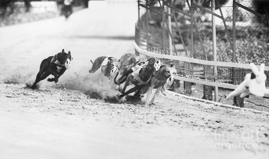 Racing Greyhounds Photograph by Bettmann