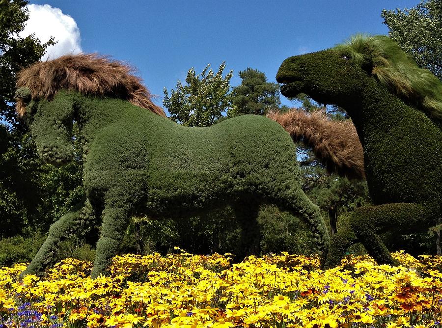 Racing Horses in Montreal Botanical Garden Photograph by Rebecca K ...