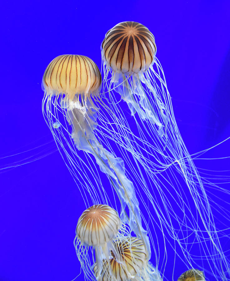 Racing Jellyfish Japanese Sea Nettle Photograph by Christine Dekkers