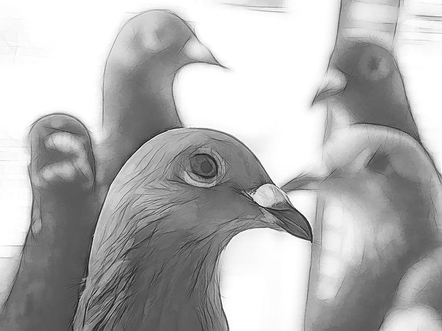 Racing Pigeons Group Sketch Digital Art by Don Northup