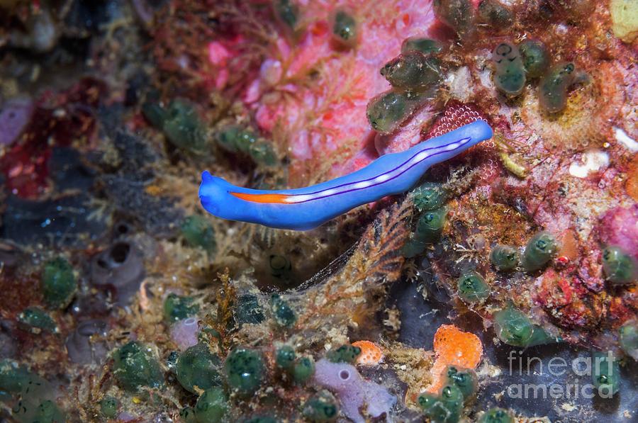 Racing Stripe Flatworm On Coral Reef Photograph by Douwma