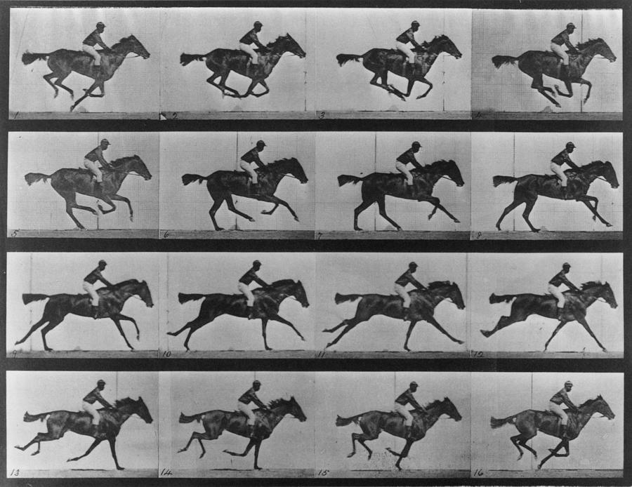 Racing Study Photograph by Eadweard Muybridge