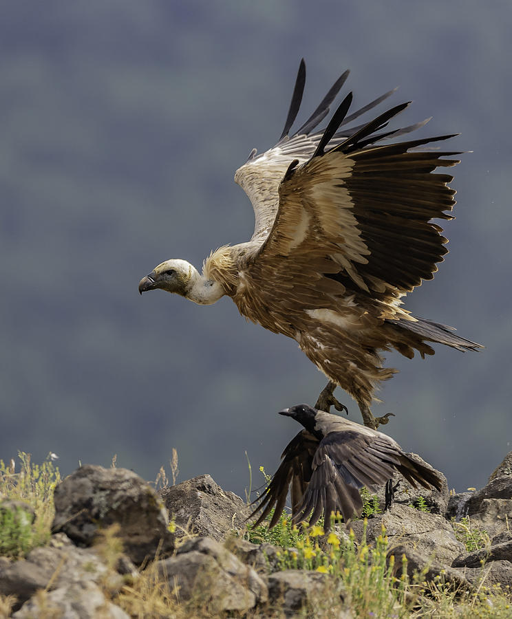 Vulture Photograph - Racing by Zhecho Planinski