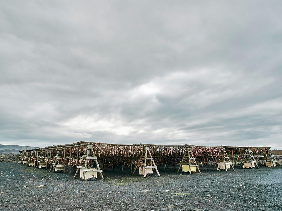 Racks Of Fish Drying Outdoor, Reykjavik, Iceland Digital Art by Gu - Pixels