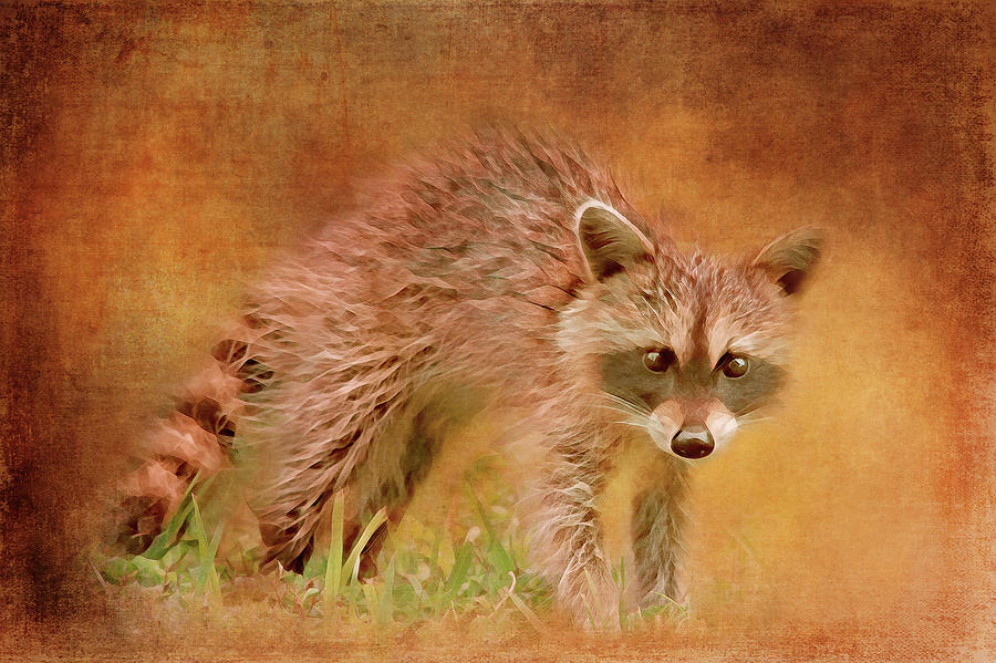 Racoon Abstract Digital Art by Terry Davis