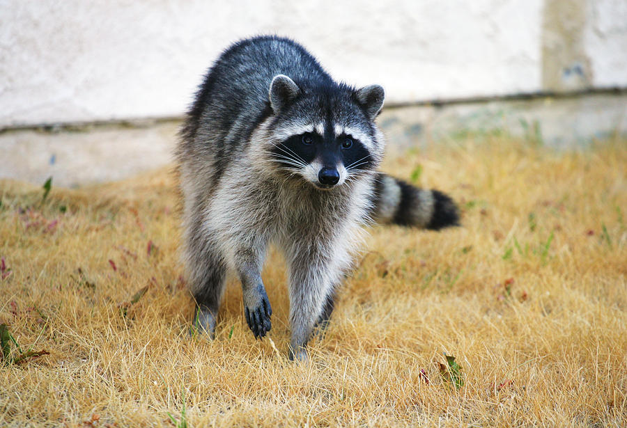 Racoon Photograph by Anthony Jones