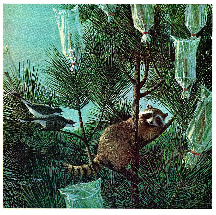 Racoon In A Tree Drawing by Unknown