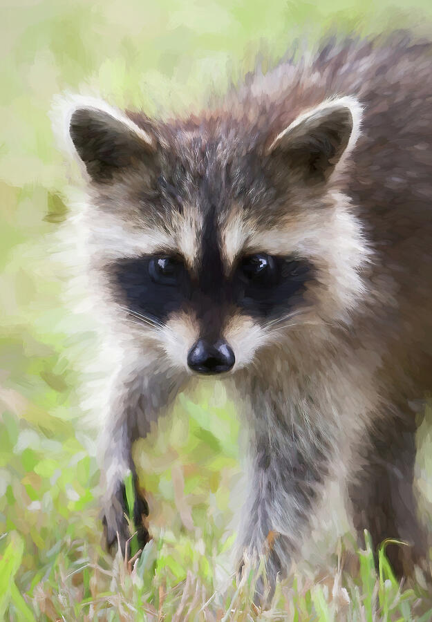 Abstract Digital Art - Racoon Painterly by Terry Davis