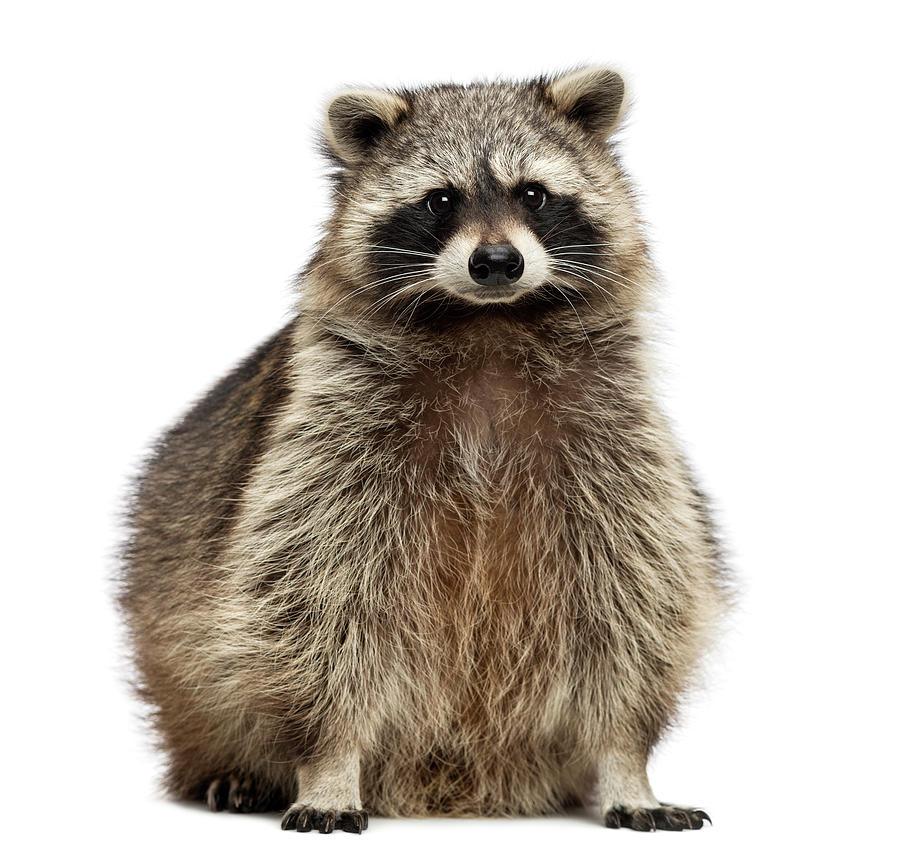 Racoon, Procyon Iotor, Sitting By Life On White