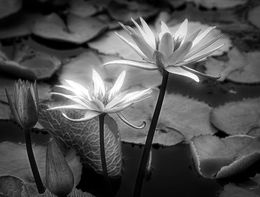 Black And White Photograph - Radiance by Judy Vincent