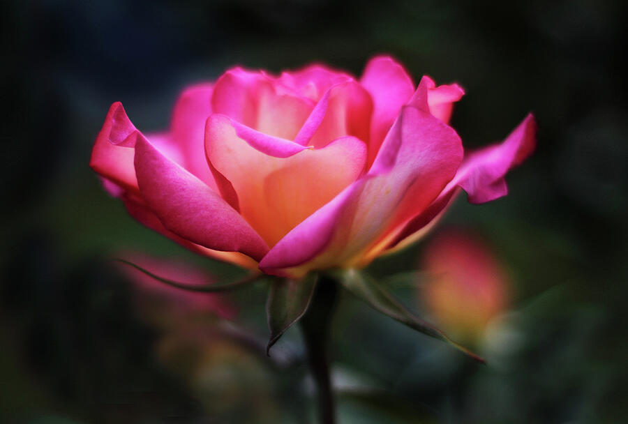  Radiance of a Rose Photograph by Jessica Jenney
