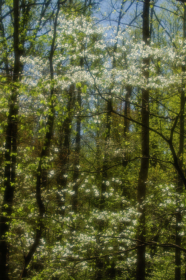 Radiant Dogwoods Photograph by Jerry Whaley