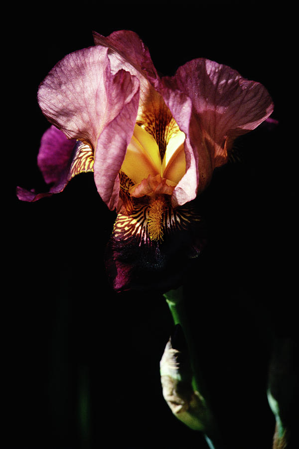 Radiant Iris Photograph by Robert Chambers - Pixels