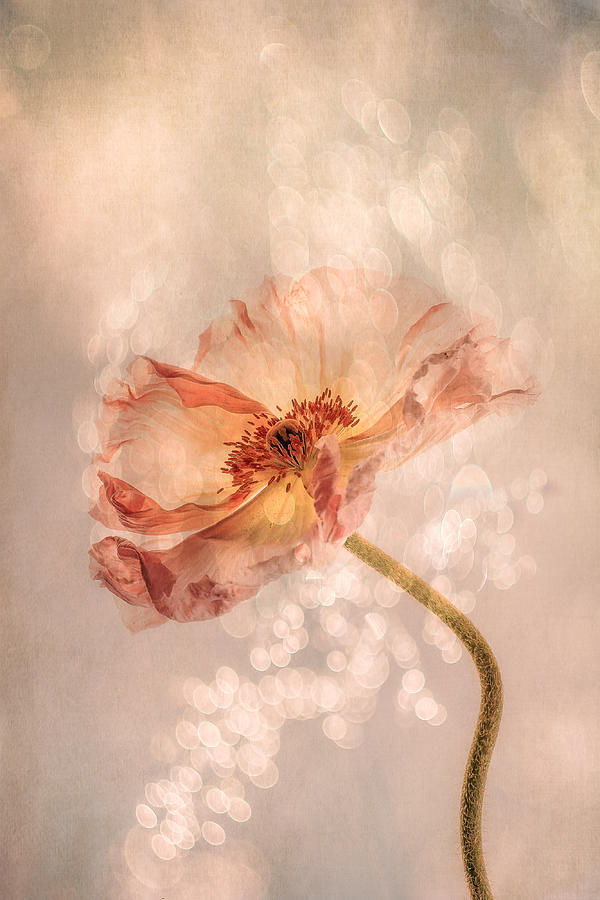 Creative Edit Photograph - Radiant Poppy by Hilda Van Der Lee