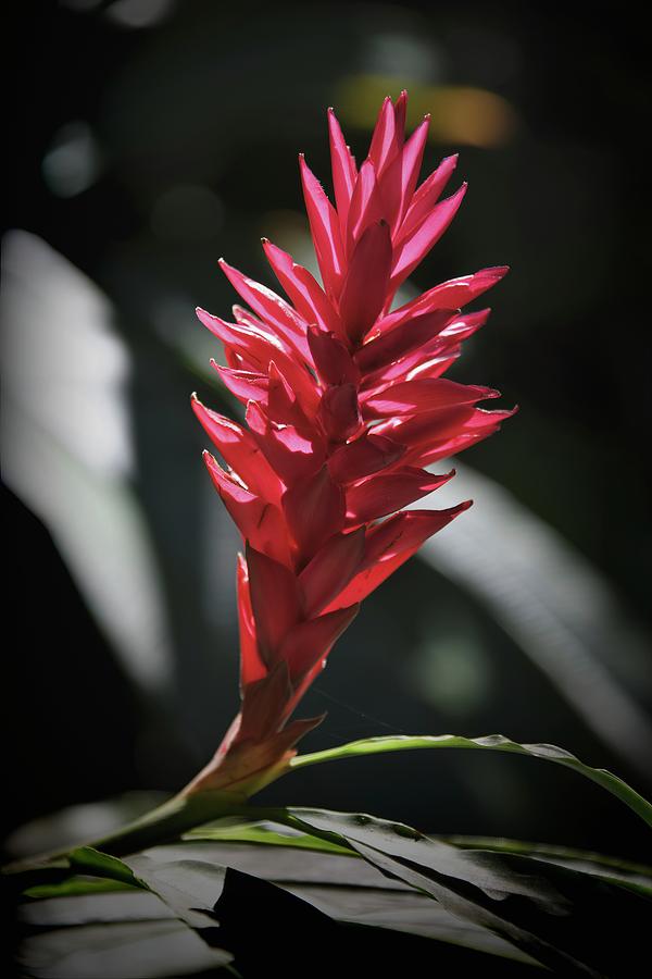 Radiant Red Torch Ginger Photograph