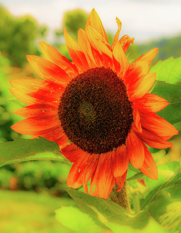 Radiant Sunflower Photograph by Aaron Geraud