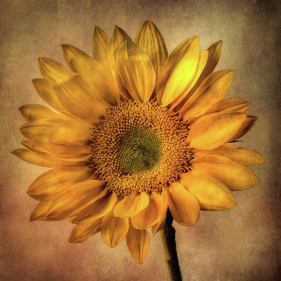 Radiant Sunflower Photograph by Garry Gay