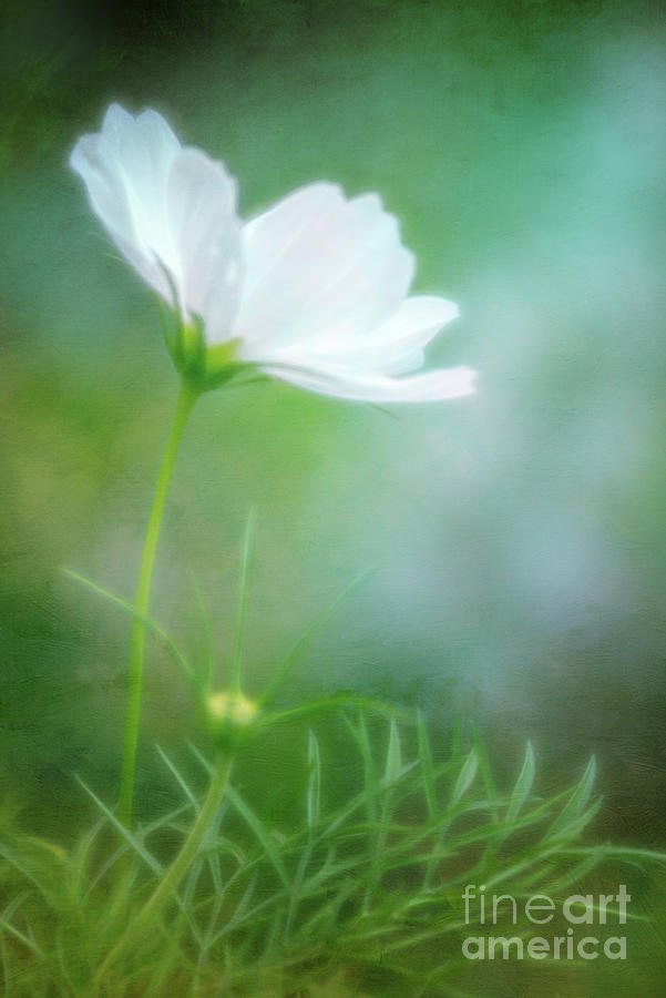 Radiant White Cosmos in the Evening Light Photograph by Anita Pollak
