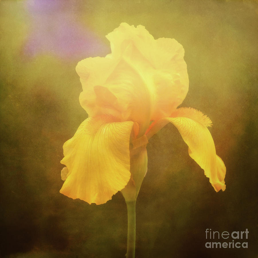 Radiant Yellow Iris With A Vintage Touch Photograph
