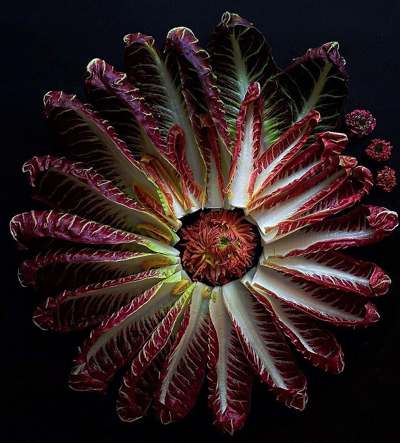 Radicchio Burst by Sarah Phillips Radicchio Burst by Sarah Phillips