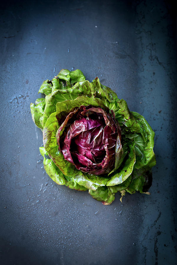 Radicchio palla Rosso Photograph by Manuela Rther