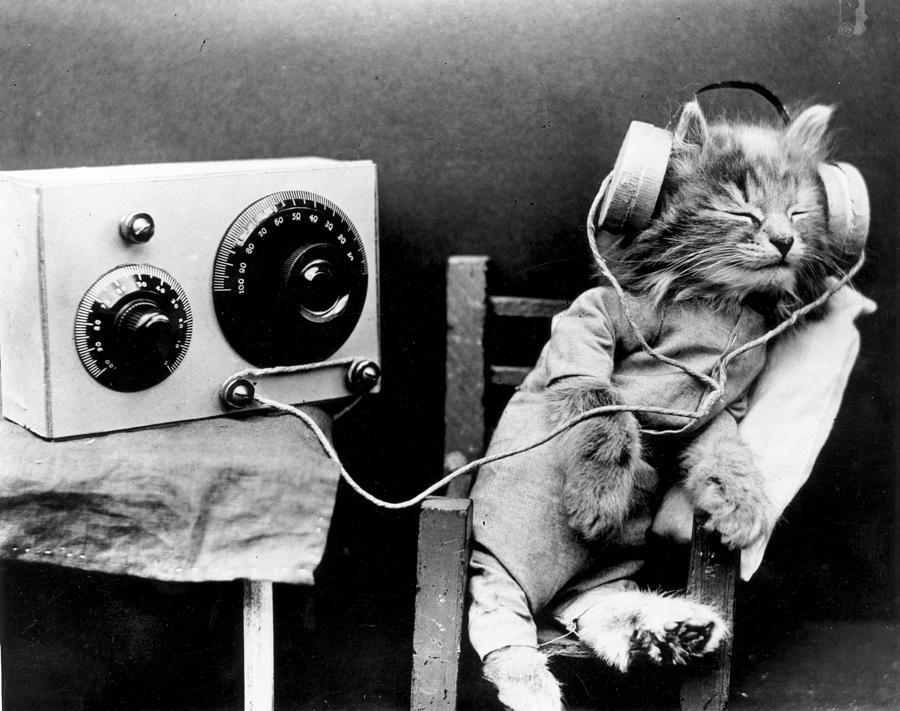 Radio Cat Photograph by Monty Fresco