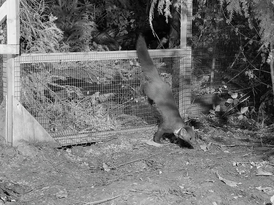 Radio-collared Male Pine Marten Emerging From A Temporary Photograph by Nick Upton / Naturepl.com Radio-collared Male Pine Marten Emerging From A Temporary Photograph by Nick Upton / Naturepl.com