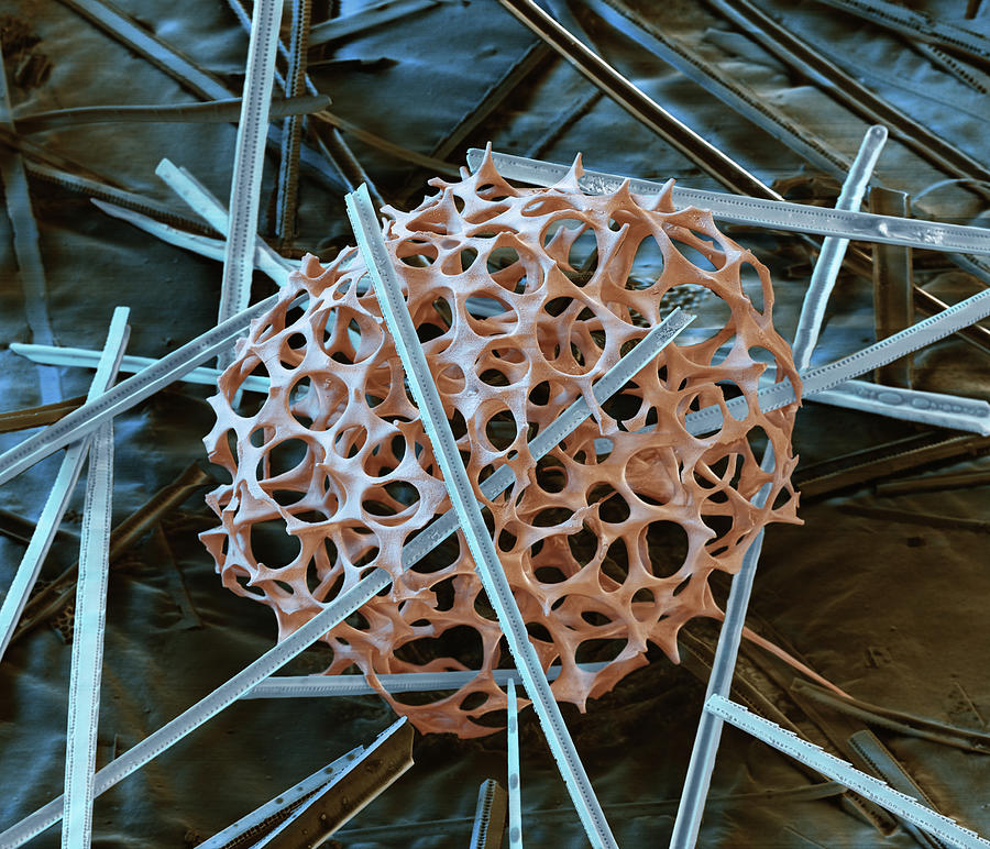 Radiolarian And Diatoms, Sem Photograph by Oliver Meckes EYE OF SCIENCE