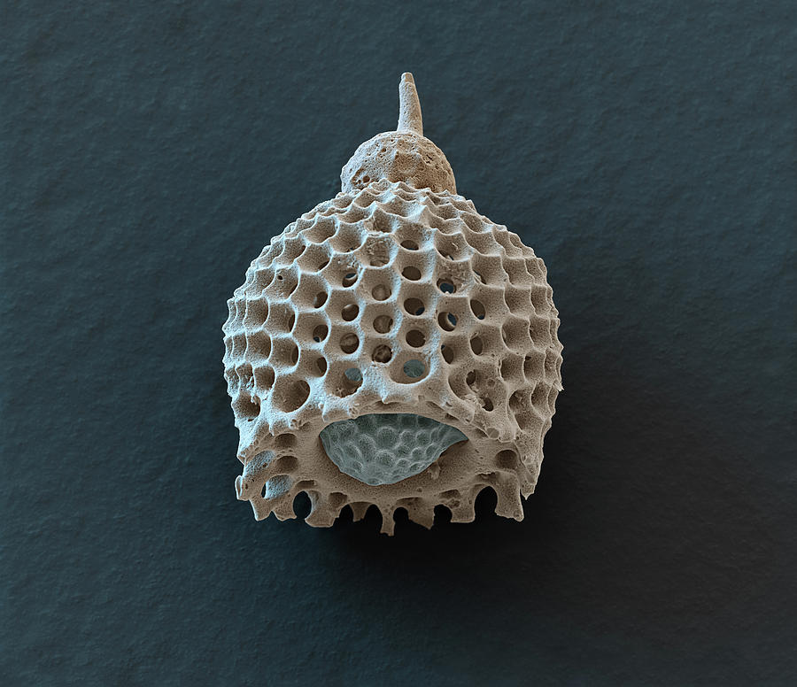 Radiolarian Anthocyrtis Sp., Sem Photograph by Oliver Meckes EYE OF SCIENCE