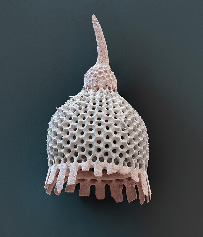 Radiolarian Anthocyrtium Campanula, Sem Photograph by Oliver Meckes EYE OF SCIENCE