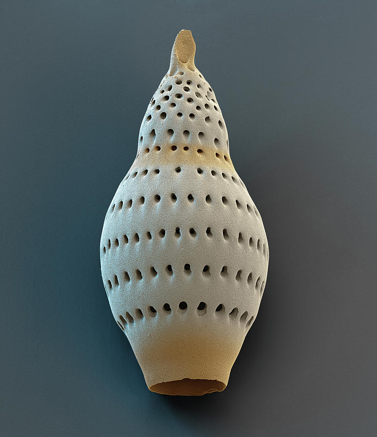 Radiolarian Dictiocephalus Amphora, Sem Photograph by Oliver Meckes EYE OF SCIENCE