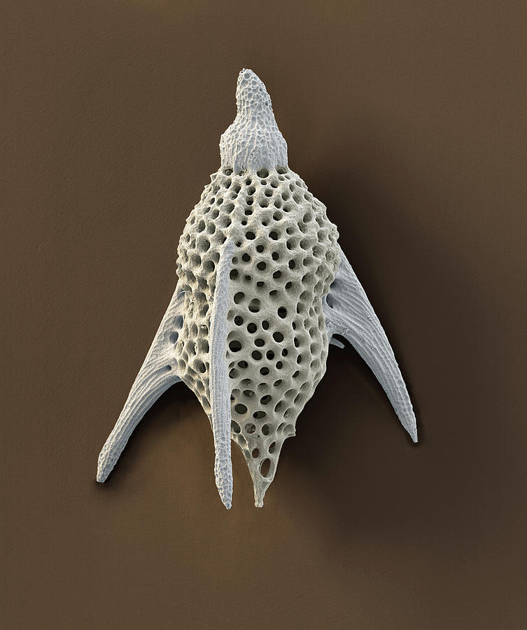 Radiolarian Hexalatractus Sp., Sem Photograph by Oliver Meckes EYE OF SCIENCE