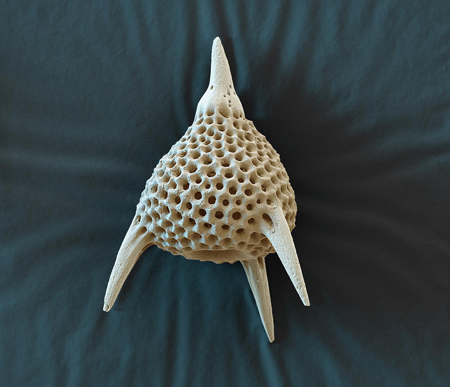 Radiolarian Lychnocanium Pyriforme, Sem Photograph by Oliver Meckes EYE OF SCIENCE
