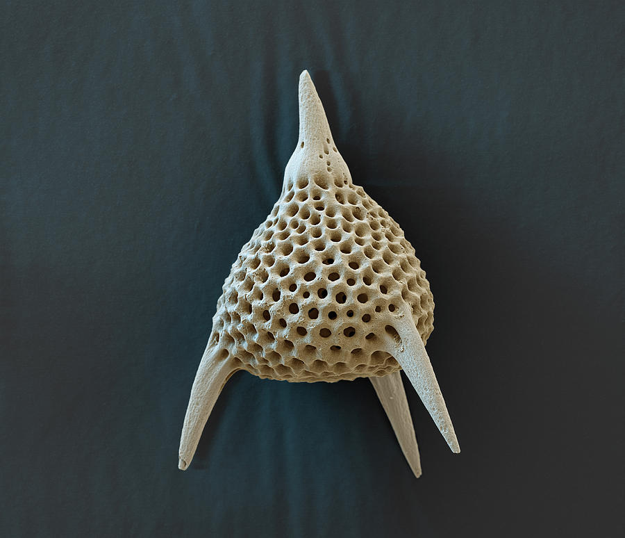 Radiolarian Lycnocanium Sp., Sem Photograph by Oliver Meckes EYE OF SCIENCE