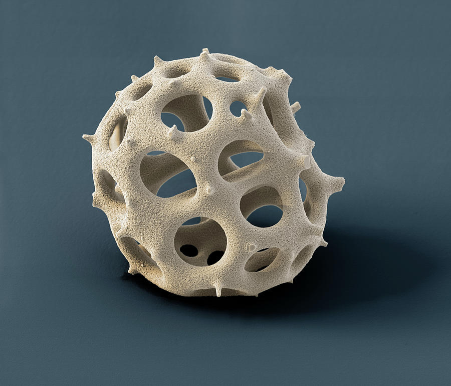 Radiolarian, Sem Photograph by Oliver Meckes EYE OF SCIENCE