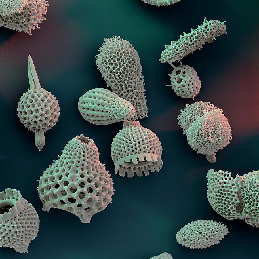 Radiolarians Photograph by Oliver Meckes EYE OF SCIENCE