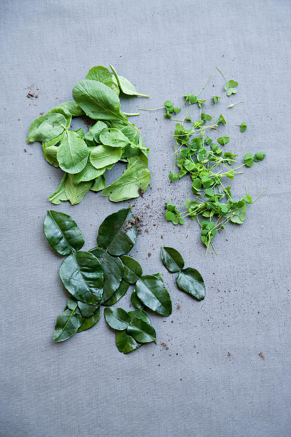Radish Greens, Clover And Kaffir Lime Leaves Photograph by Michael Wissing