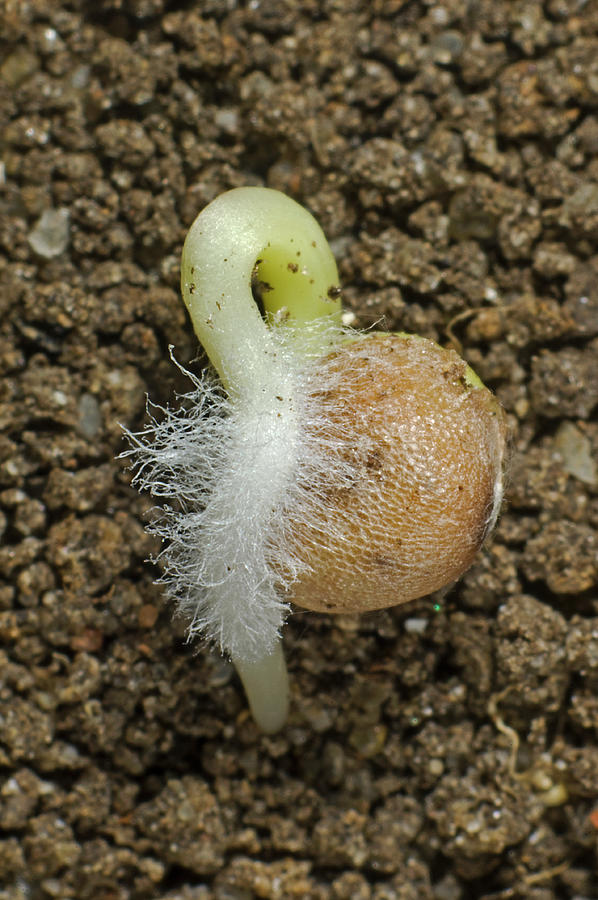 Radish Seed Germinating Photograph by Nigel Cattlin Fine Art America