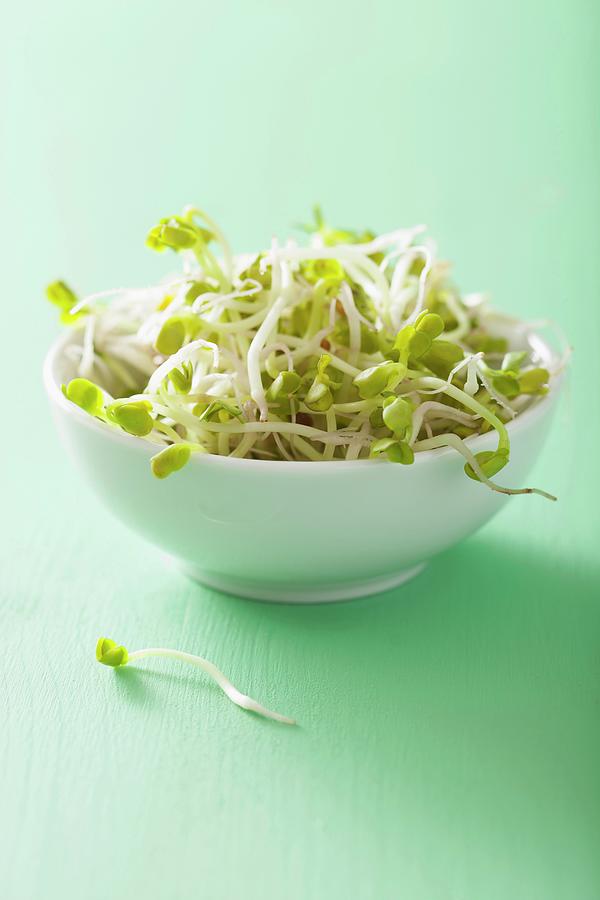 Radish Sprouts In A White Bowl Photograph by Olga Miltsova