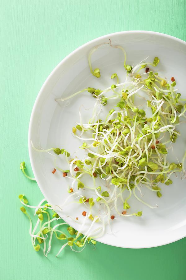 Radish Sprouts On A White Plate Photograph by Olga Miltsova