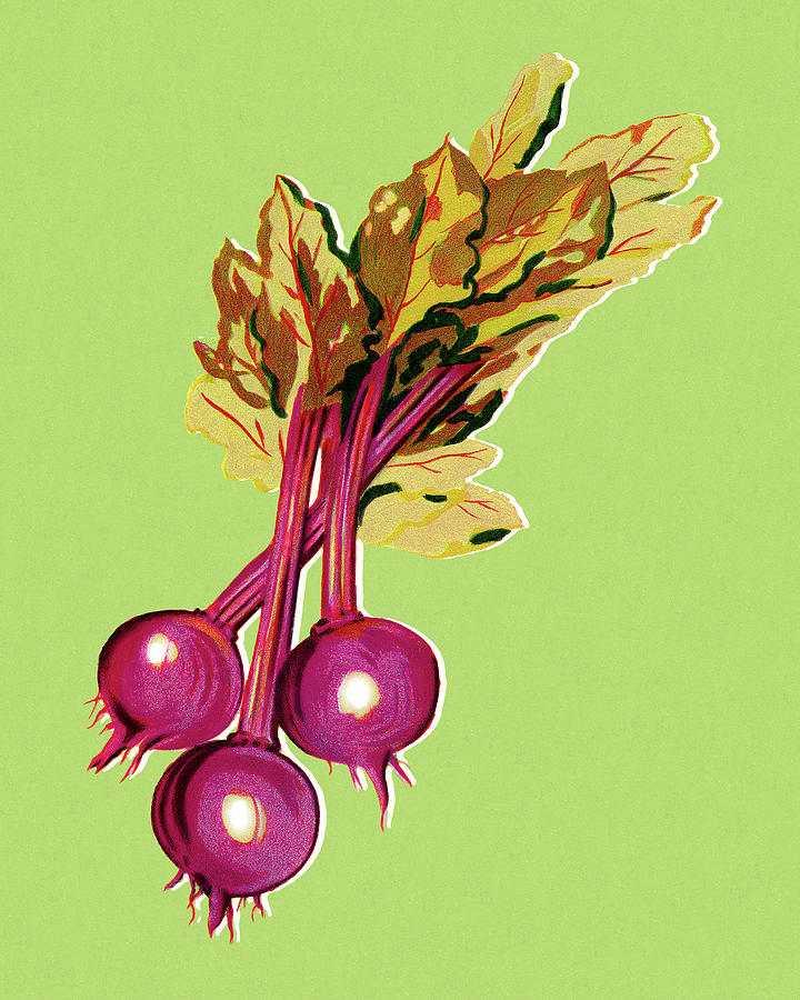 Vintage Drawing - Radishes by CSA Images