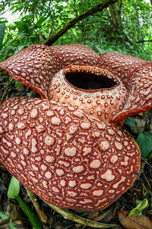 Rafflesia Flower On Rainforest Floor, Sabah, Borneo, Malaysia