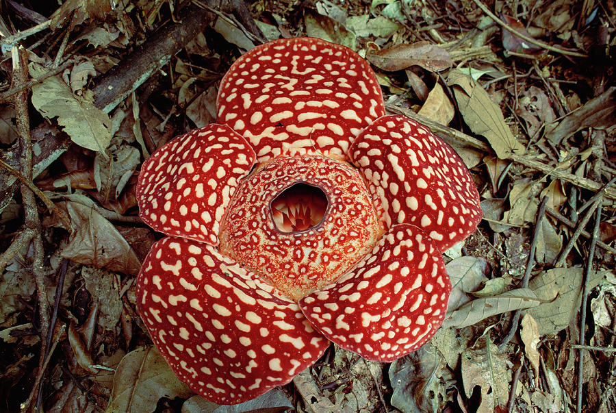 Rafflesia Or Monster Flower Rafflesia by Gerry Ellis/ Minden Pictures